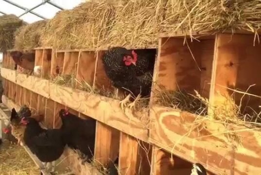 Nesting box with lid Chicken Nesting