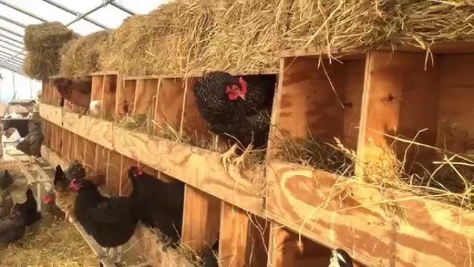nesting box with lid
