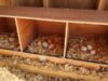 Chicken Nesting