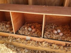 Chicken Nesting