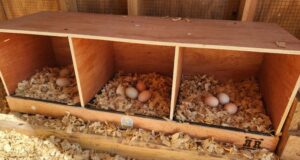 Chicken Nesting