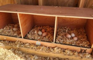 Chicken Nesting