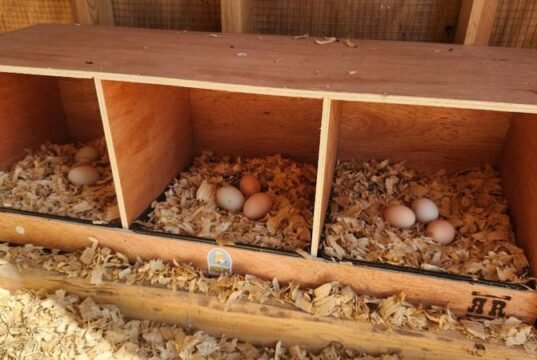 Chicken Nesting