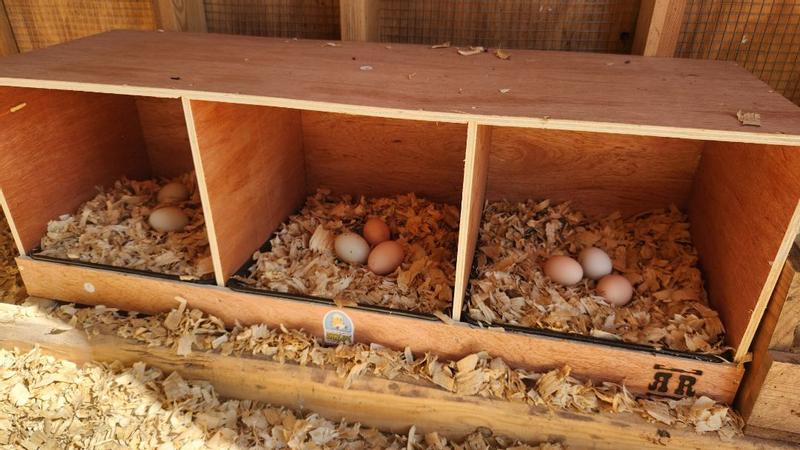 cedar shavings for nesting boxes
