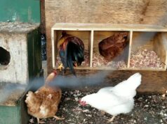 Chicken Nesting