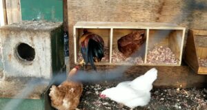 Chicken Nesting