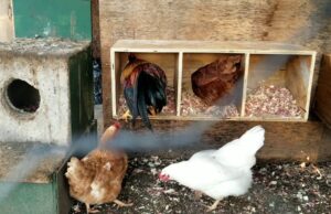 Chicken Nesting