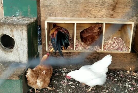 Chicken Nesting