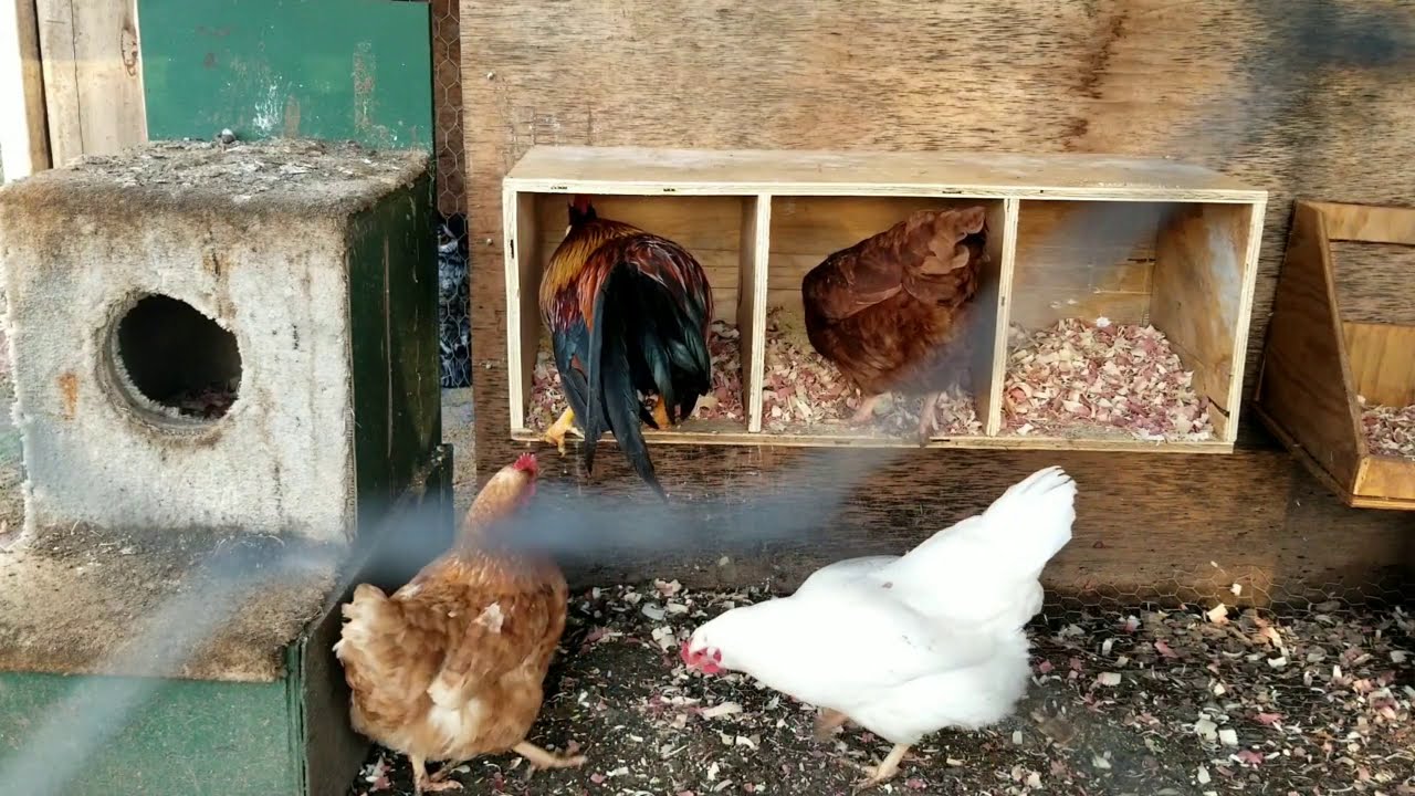 how long can eggs stay in nesting boxes