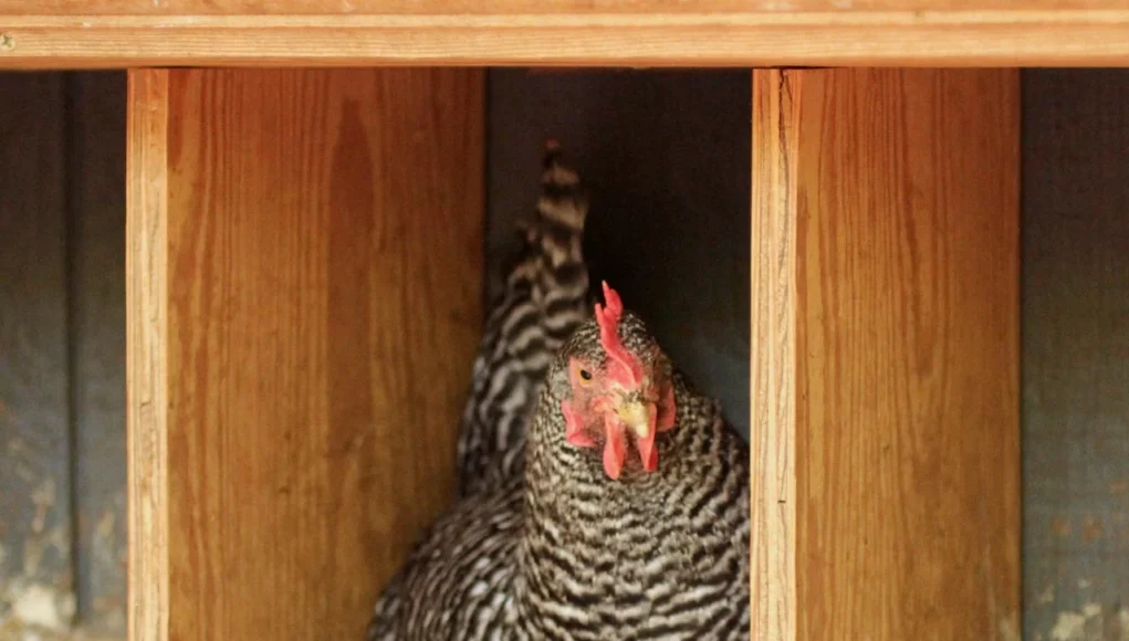 Chicken Nesting