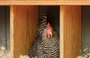 Chicken Nesting