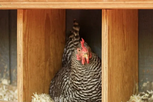 Nesting box hygiene routine Chicken Nesting