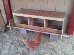 Chicken Nesting