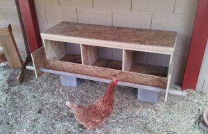 Chicken Nesting