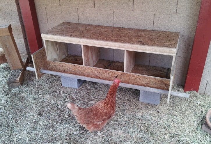 organic bedding for chicken nesting