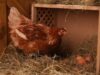 Chicken Nesting