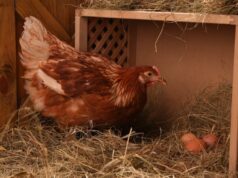 Chicken Nesting