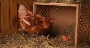 Chicken Nesting