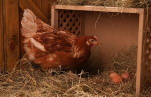 Chicken Nesting