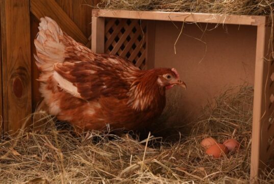 Chicken Nesting