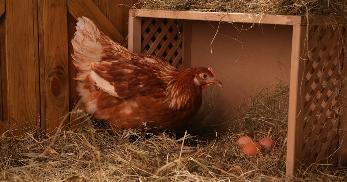 nesting habits of chickens