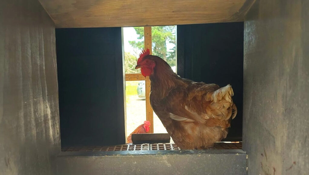 Chicken Nesting