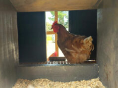 Chicken Nesting