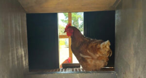Chicken Nesting
