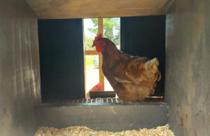 Chicken Nesting