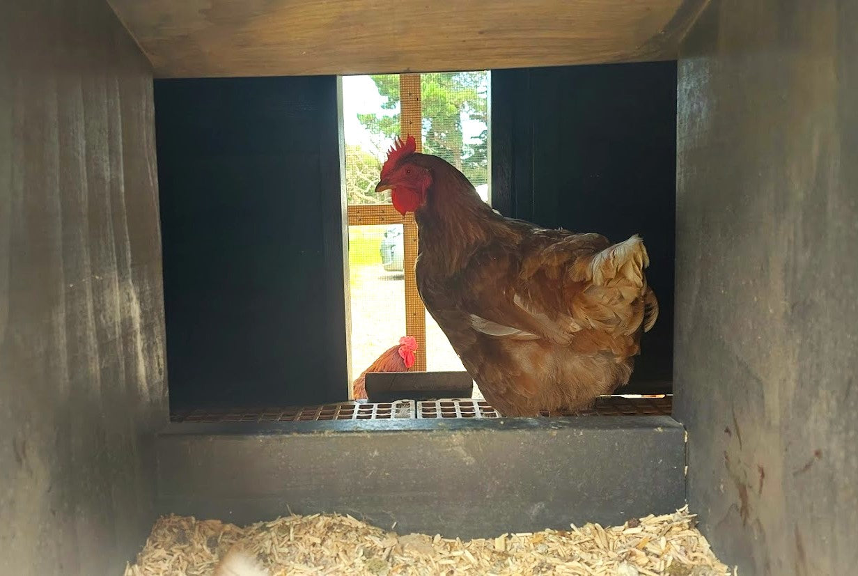 nesting boxes for bantam hens