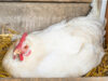 Chicken Nesting