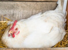 Chicken Nesting