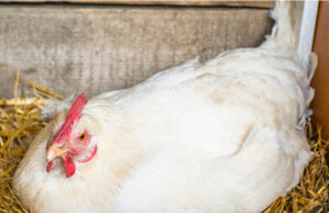 Chicken Nesting