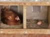 Chicken Nesting