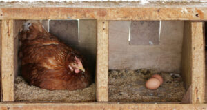 Chicken Nesting