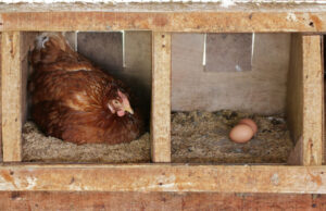 Chicken Nesting