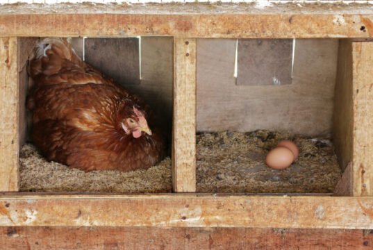 Chicken Nesting