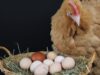 Chicken Nesting