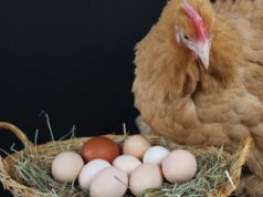 Chicken Nesting
