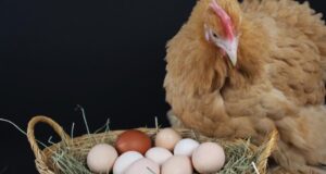 Chicken Nesting