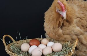 Chicken Nesting