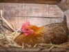 Chicken Nesting