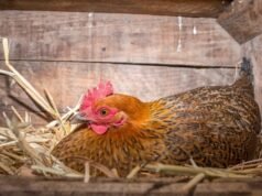 Chicken Nesting