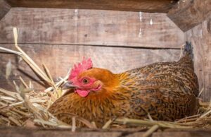 Chicken Nesting