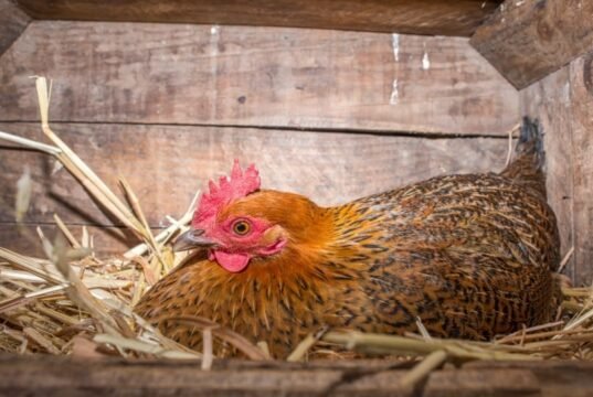 Sand in chicken nesting boxes Chicken Nesting