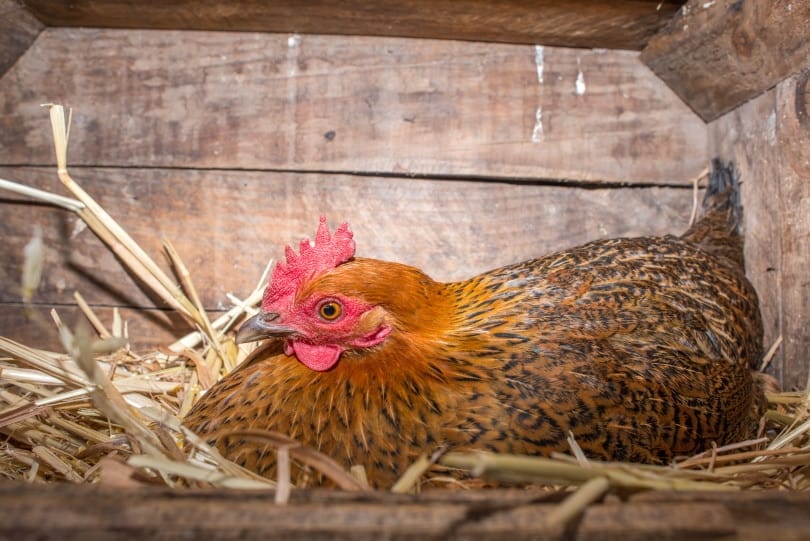 milk crate nesting boxes