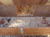 Chicken Nesting