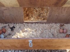 Chicken Nesting