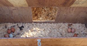 Chicken Nesting