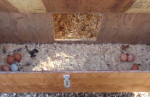 Chicken Nesting